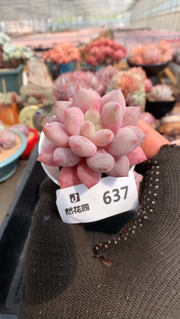 【闪购商品】637半夏一物一拍