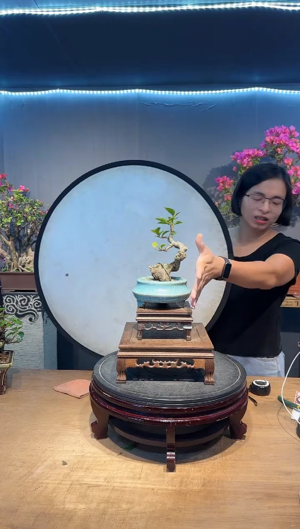牛*三角梅同安红