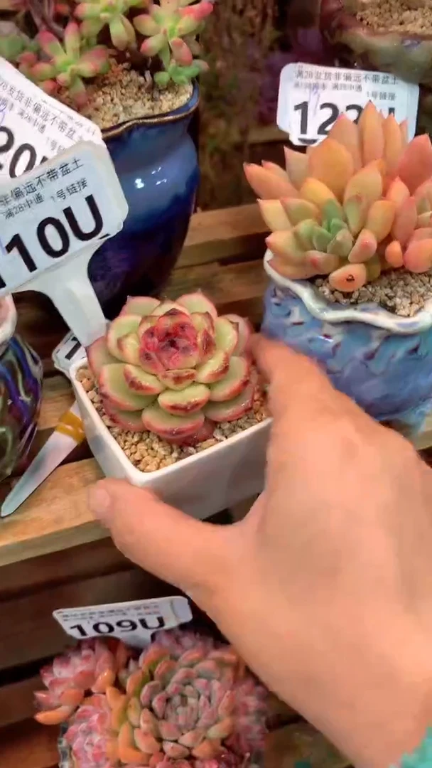 110U（一物一拍实付满28发货，默认不带盆土）