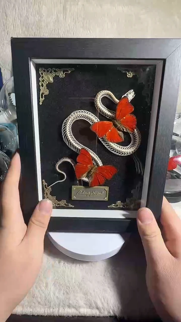 有机玻璃双血漪蛇骨