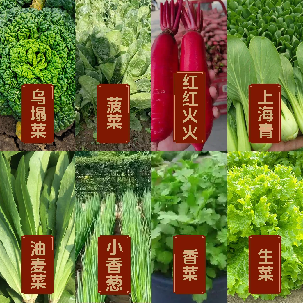 【秋季蔬菜种子套餐香菜种子香菜一】秋季蔬菜种子阳台盆栽菠菜