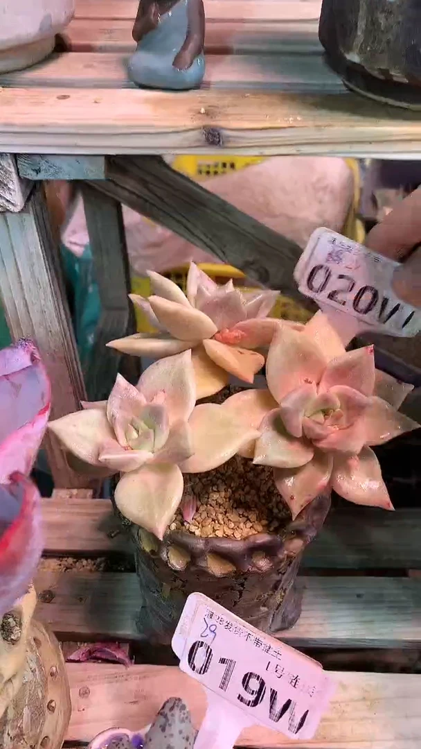 【闪购商品】020WWW