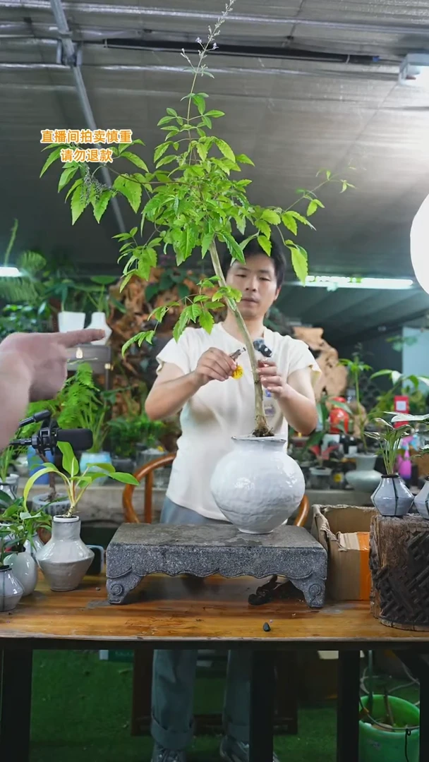 当前无花栽培后可以开花黄荆215+