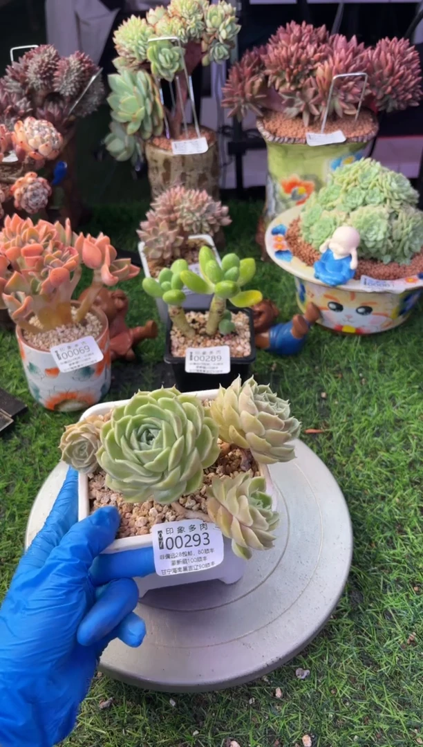 昆明印象多肉00293