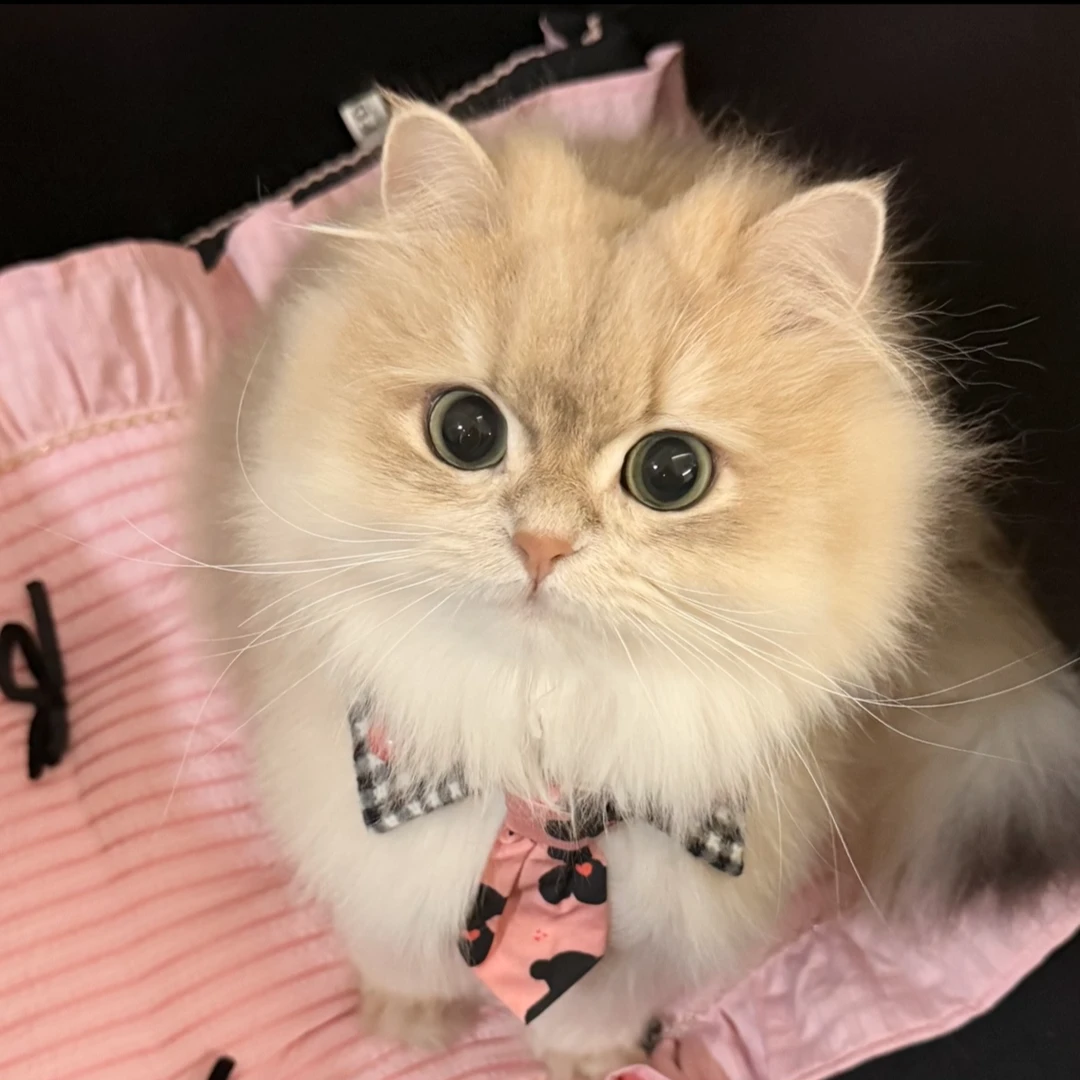 【甜甜家的猫】精选活体健康小猫