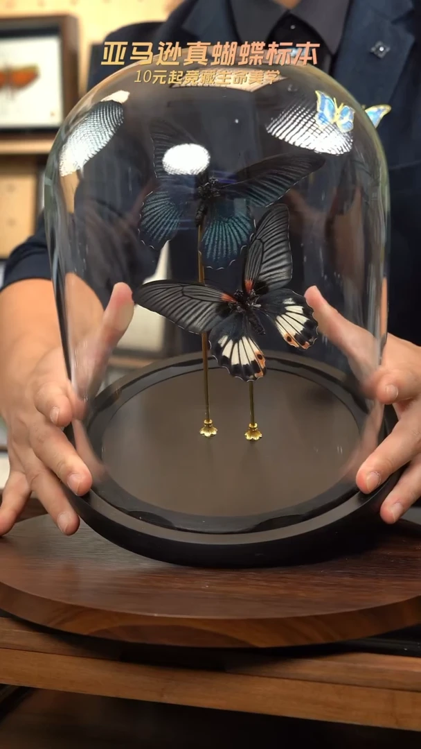 美凤蝶雌雄组合玻璃罩