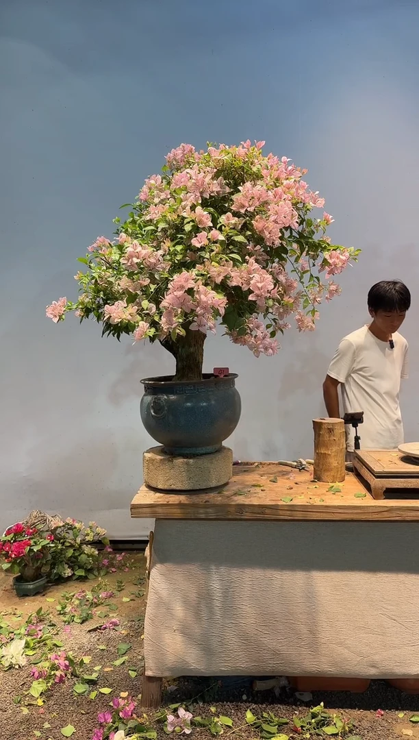 全部花朵爱*喂三角梅41