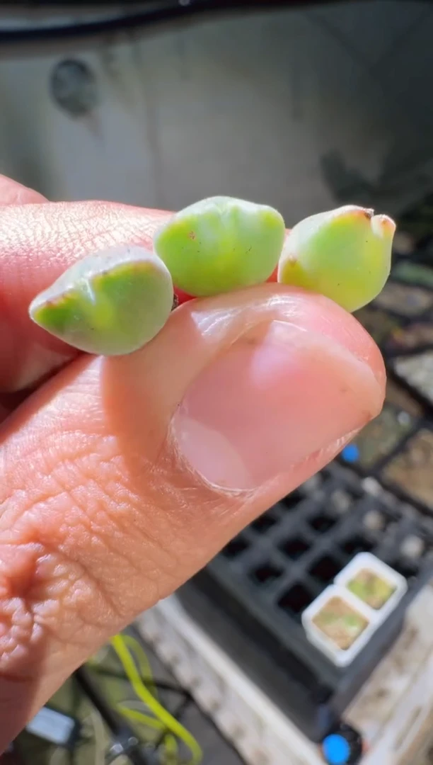 【天津专场】80多肉植物肉锥一颗