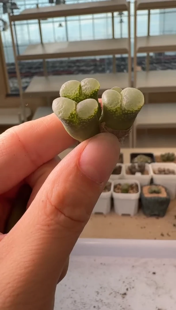 24-193多肉植物肉锥