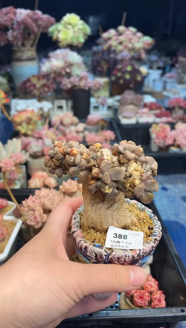 【闪购商品】388不带盆