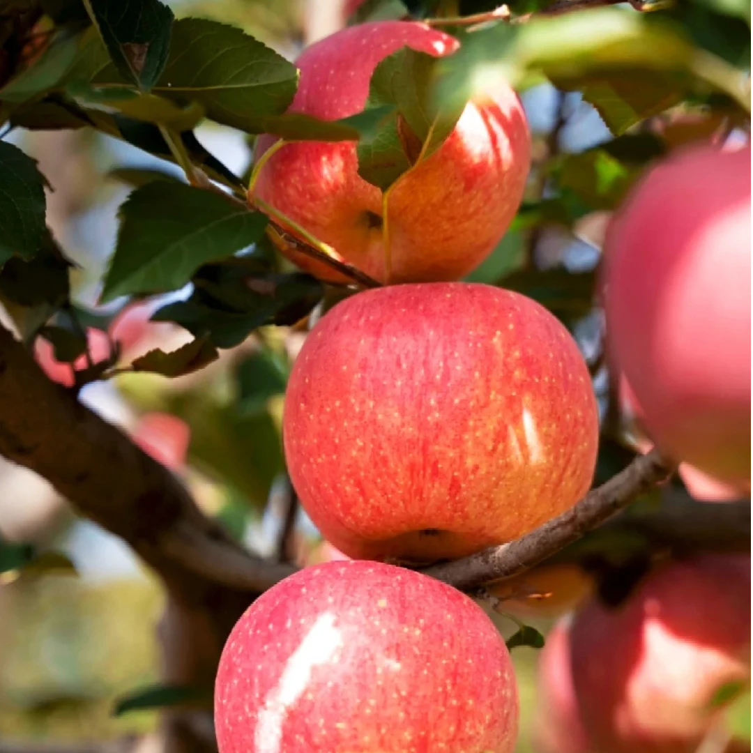 【红富士苹果】正宗苹果树苗盆栽南北方种植脆甜多汁自然果香