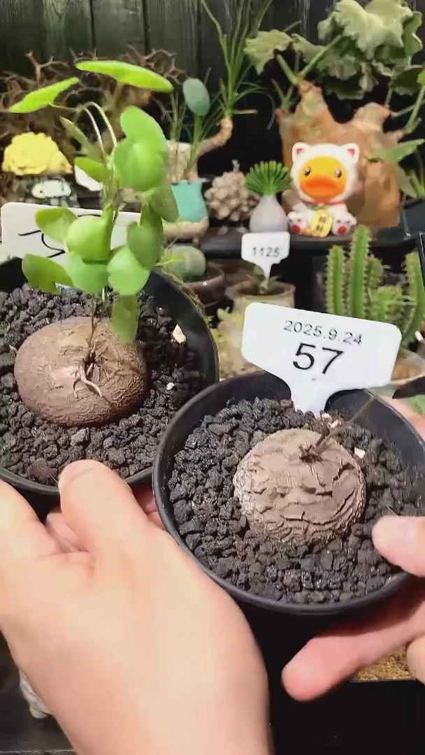 57号924福利南非龟甲龙买1个送1个