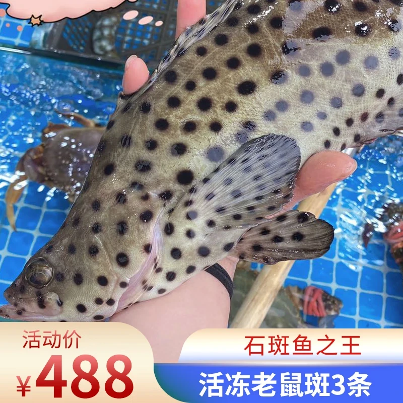 渔大吉活冻老鼠斑石斑鱼冰鲜冷冻海鲜水产条冻真空包装1.5kg