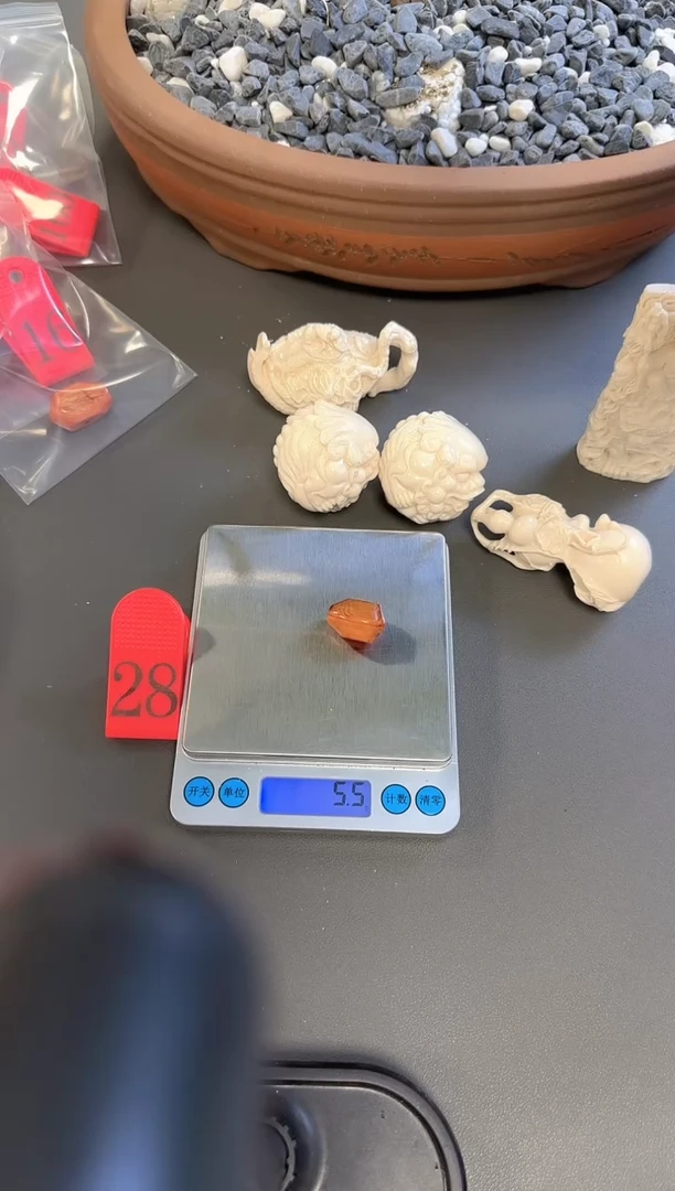 猛犸猪肝红鲨鱼背****28号