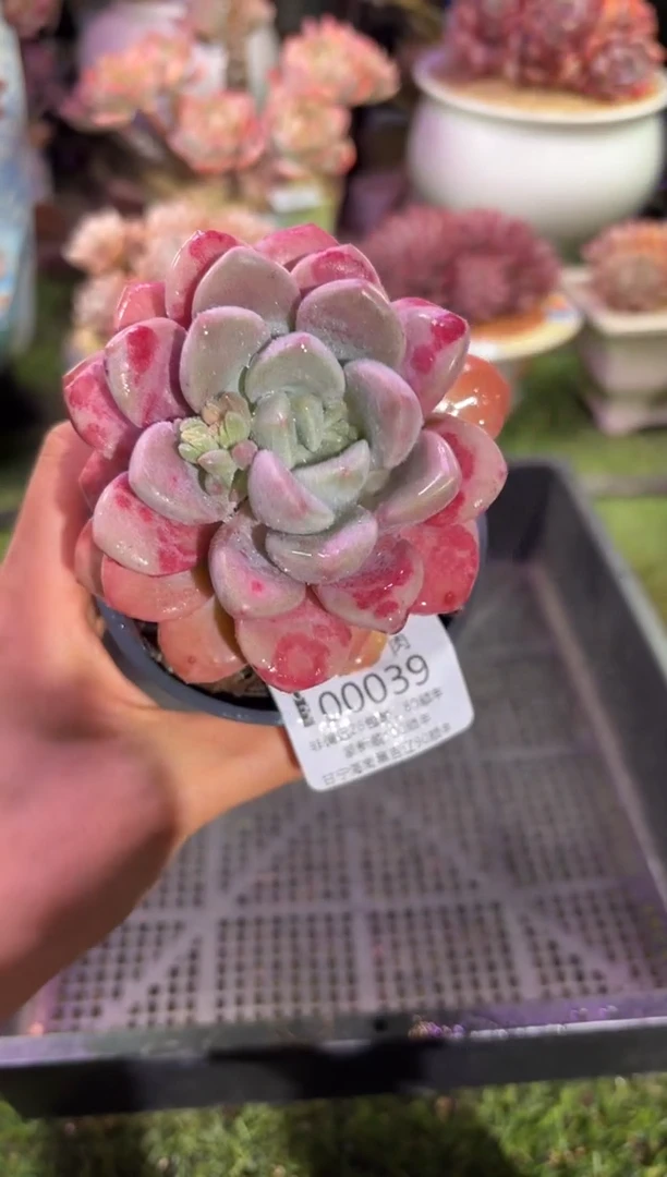 【闪购商品】00039