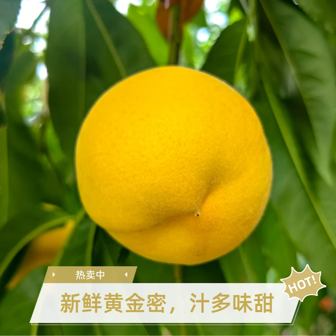 北京平谷黄金水蜜桃 黄金密 现采现发 山区种植 顺丰包邮桃子同城送北京市