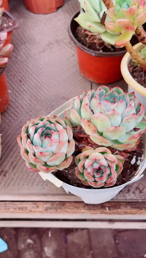 ^****^05120多肉植物一物一拍
