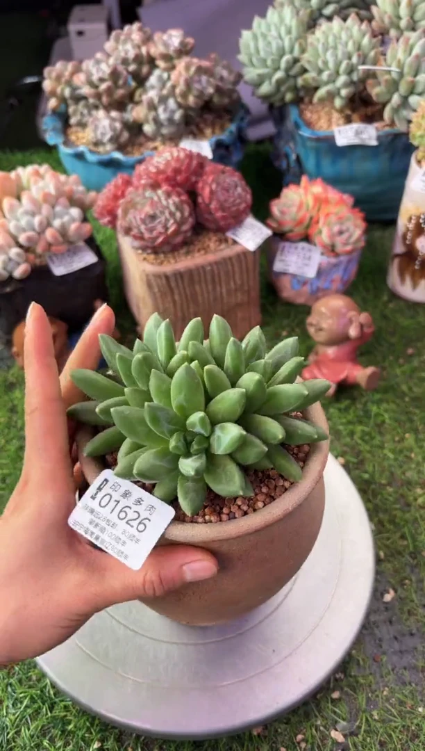 昆明印象多肉01626