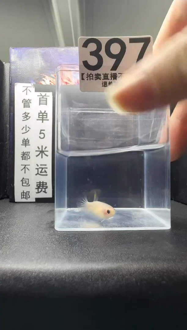 斗鱼母鱼编号：397