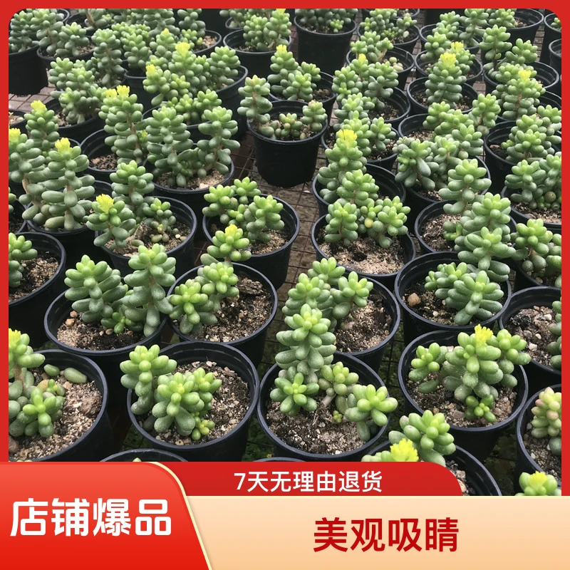 绿龟之卵多头群生精品多肉阳台盆栽包邮