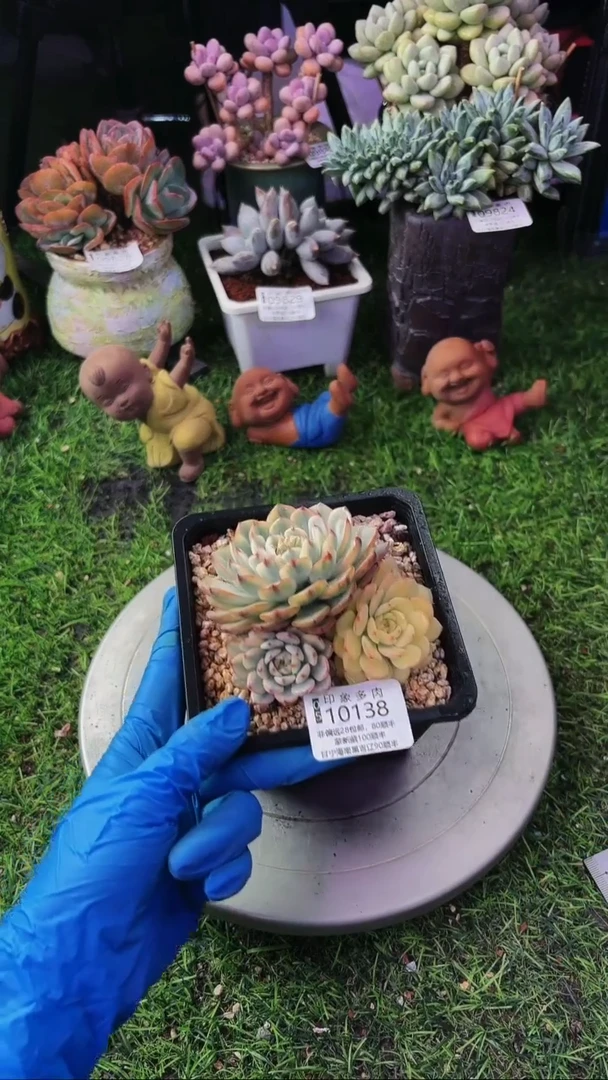 昆明印象多肉10138