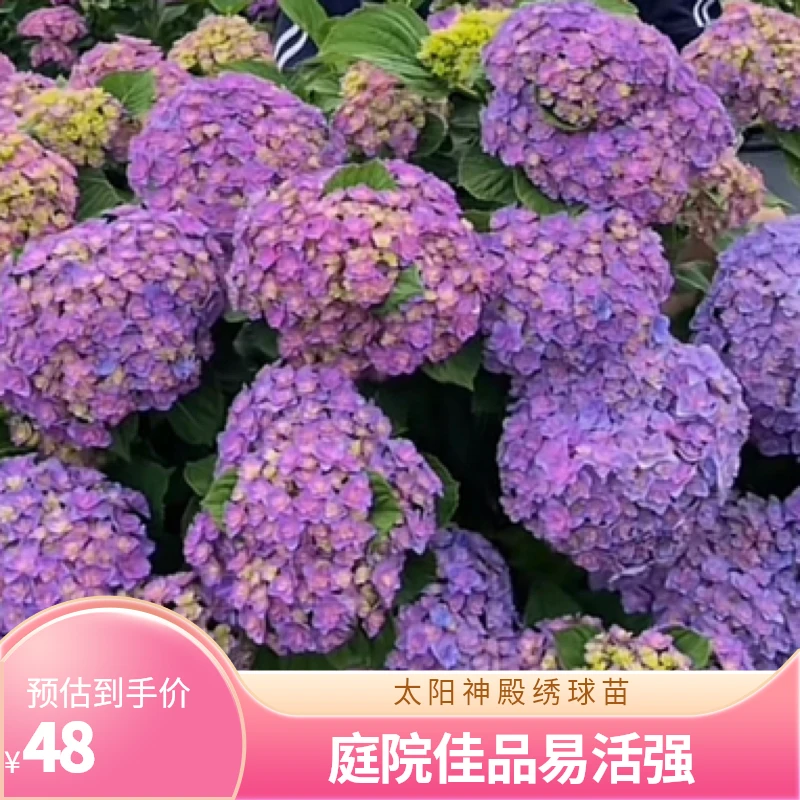【太阳神殿】贵州露天绣球宝塔庭院盆栽地栽易养活