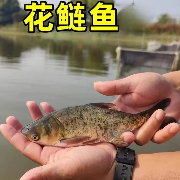 大头鱼淡水养殖食用鲢鳙鱼半斤胖头鱼白鲢雄鱼鳊鱼花鲢鱼宠物观赏