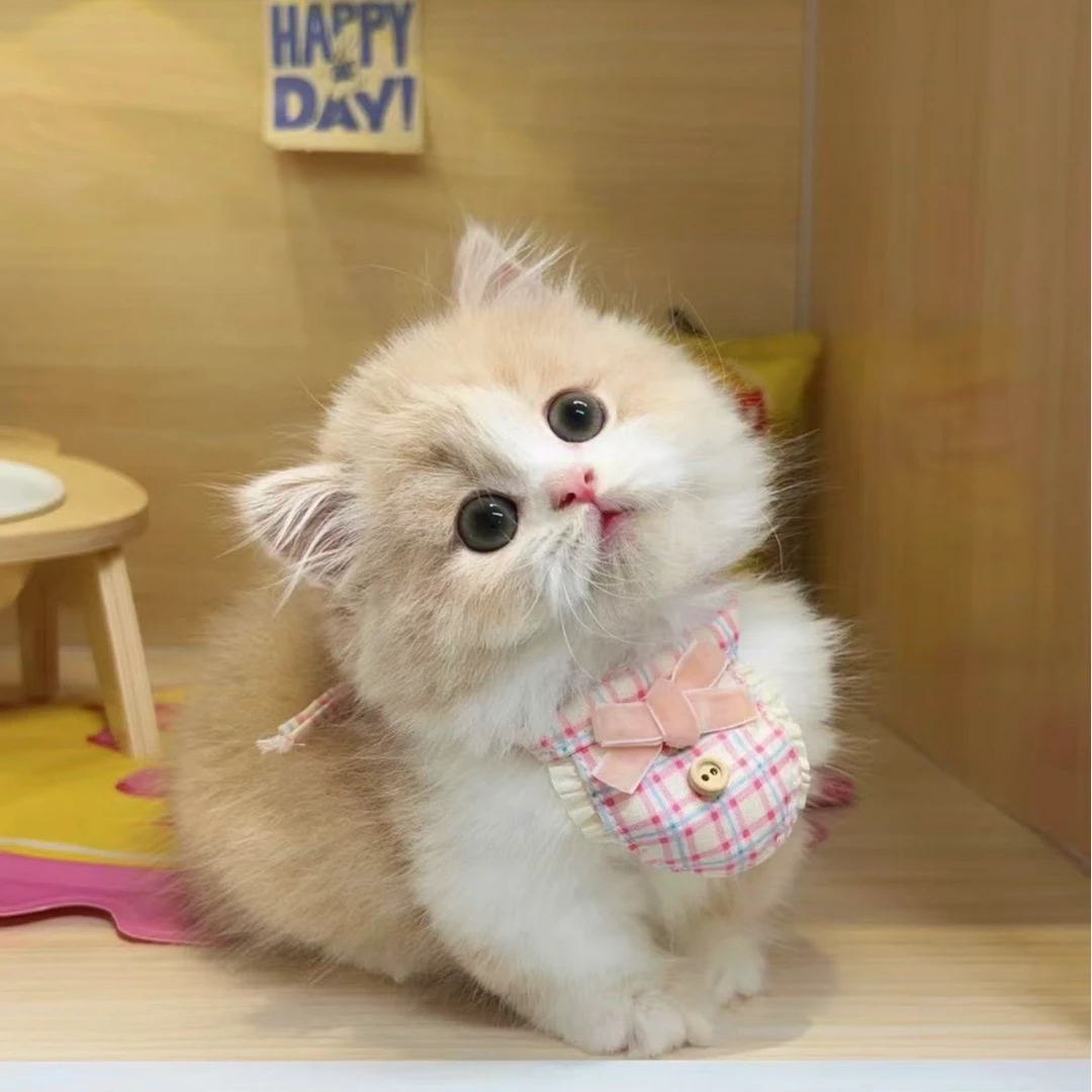 （成都喵屿）T猫猫活体