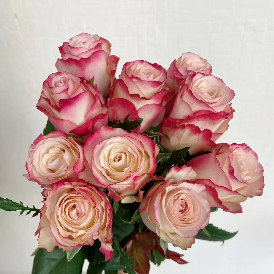 【红唇单头玫瑰】任意两单及两单以上鲜花顺丰包邮发货