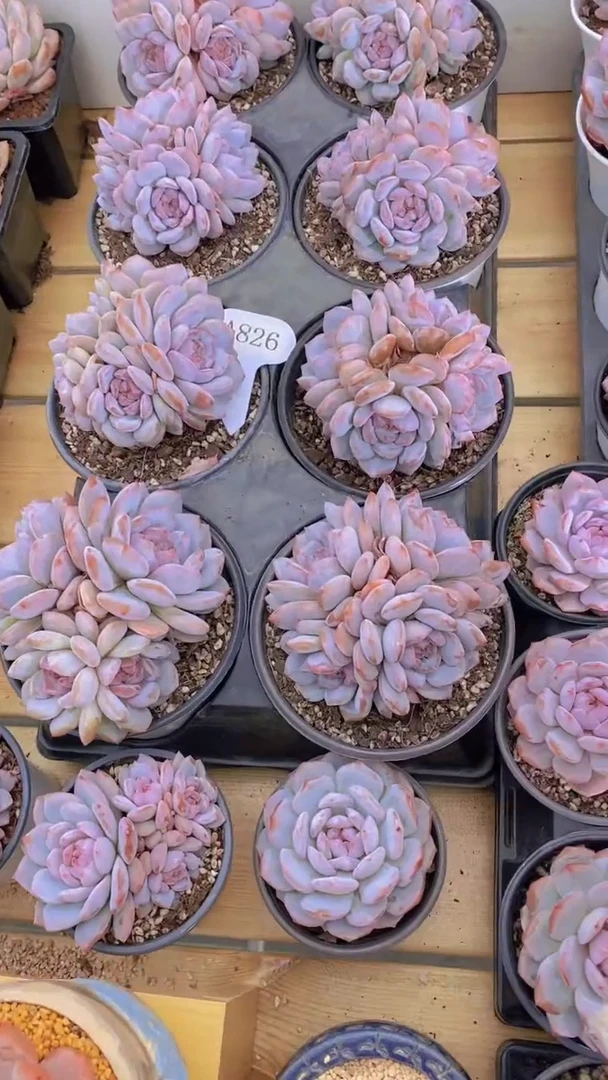 A826-星星橙4-5头群带土球（量拍）