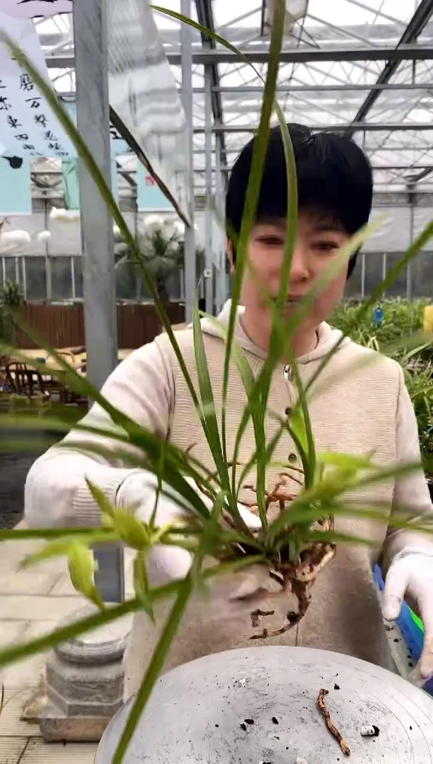 【闪购商品】苗疆素蕊蝶清品塬茶空间（风华笔墨