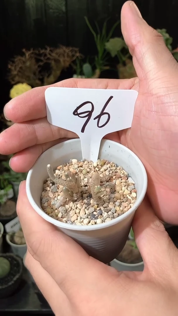 96号927福利植物