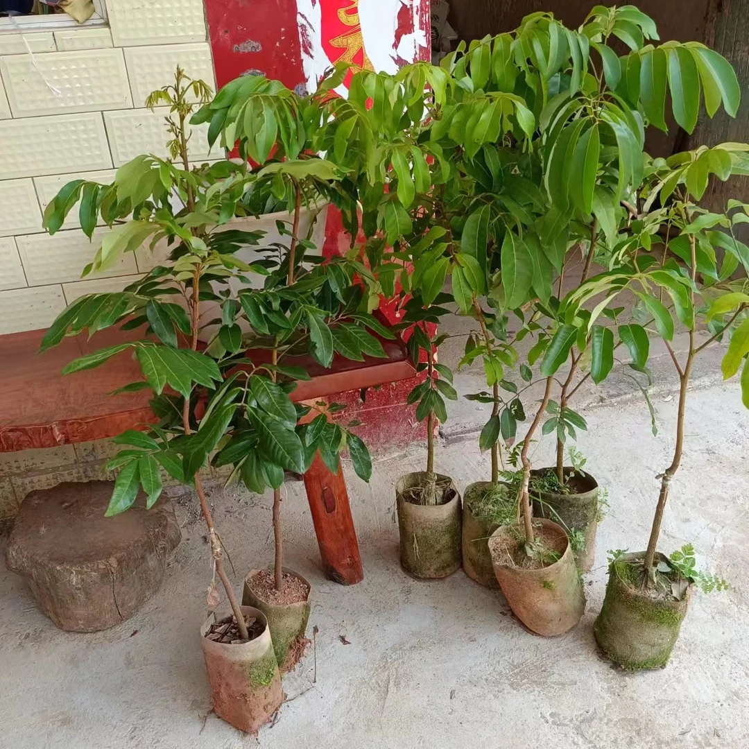 石夹龙眼果树苗 早熟品种 果肉脆甜 带土杯发