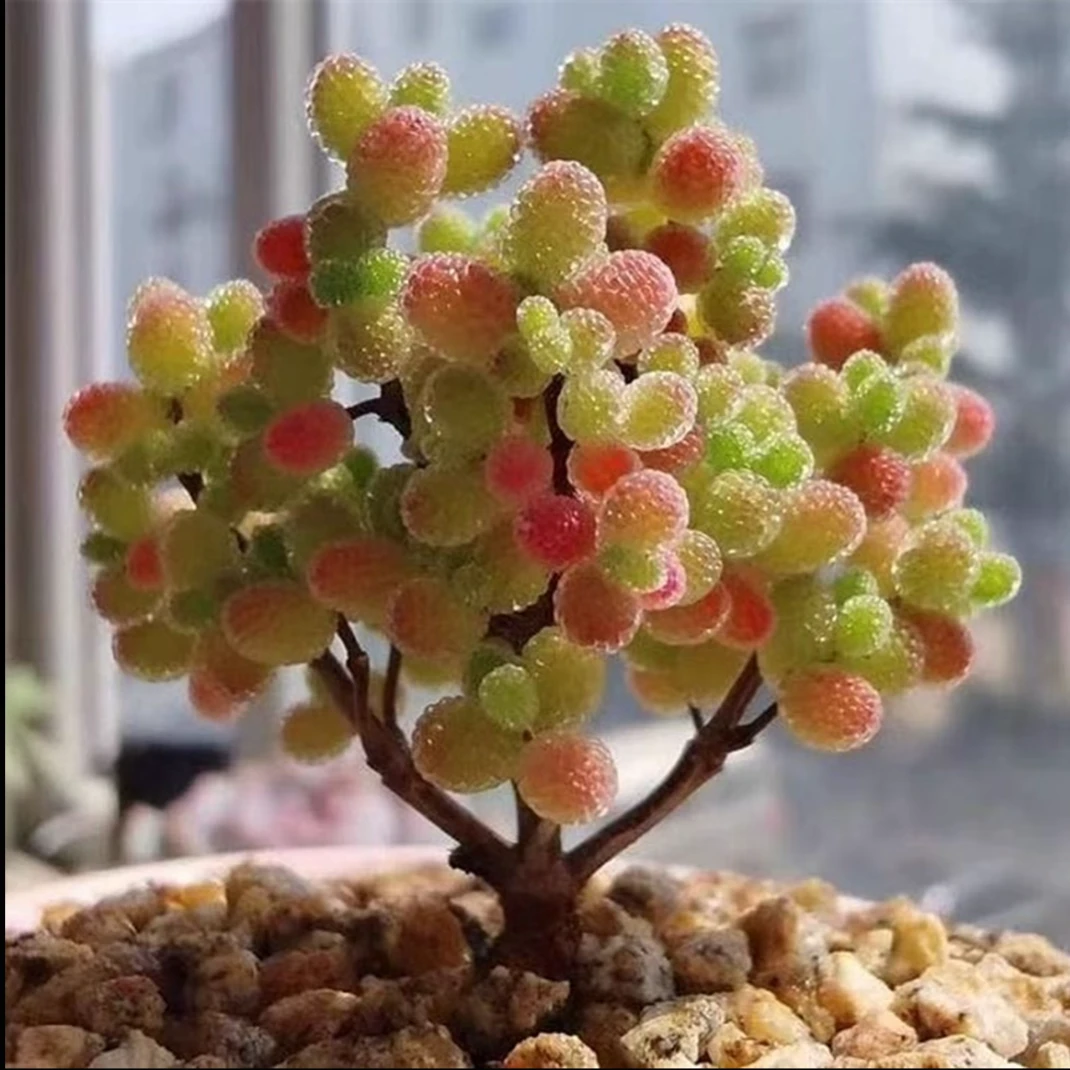 【鑫哥多肉】正版米粒糖球枝干 全场多肉满两单送一颗满五单送两颗！