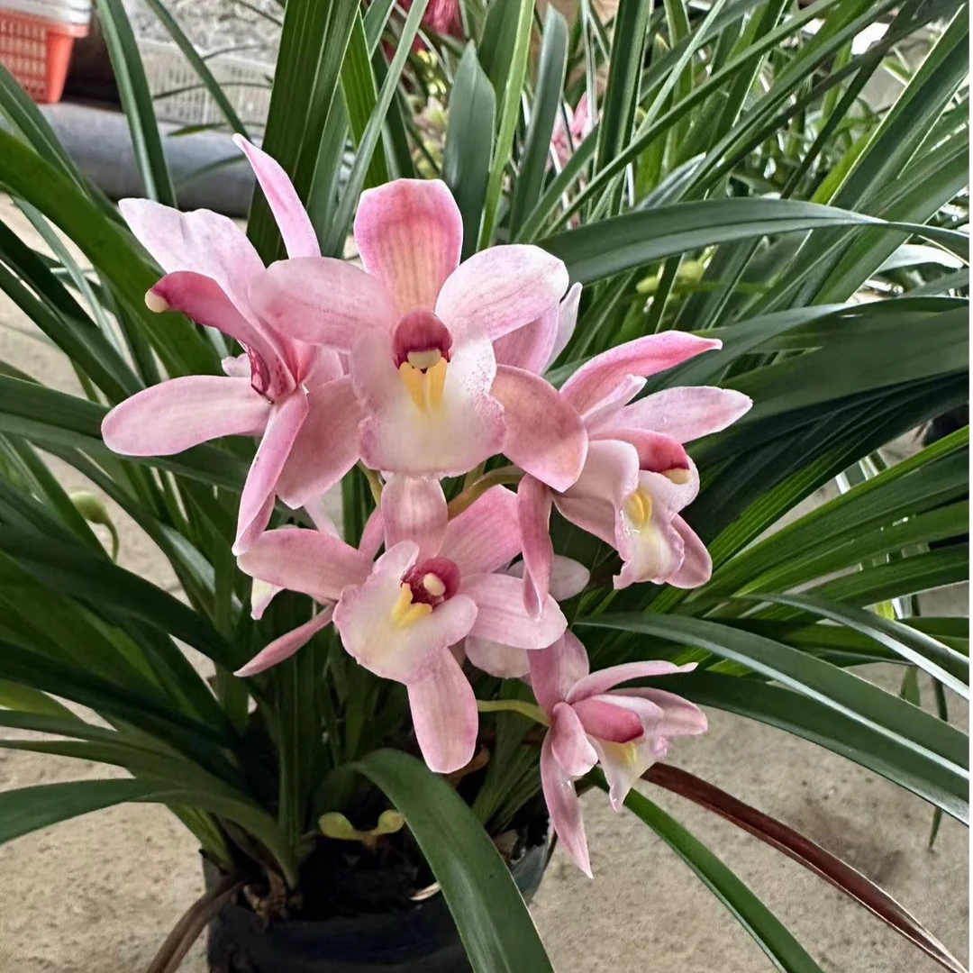 【浪漫樱花】高端名品花卉绿植