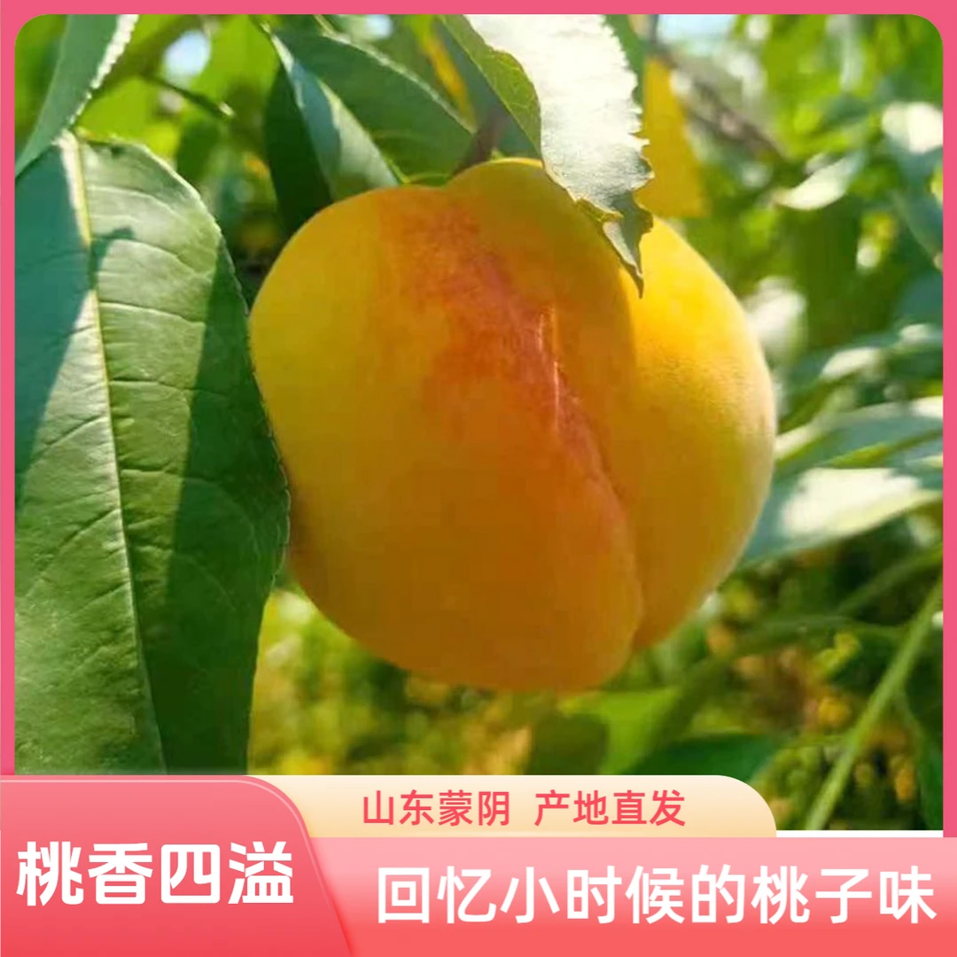 山东蒙阴黄金蜜桃黄桃毛桃新鲜采摘多汁酸甜软硬俩吃净重4.5斤