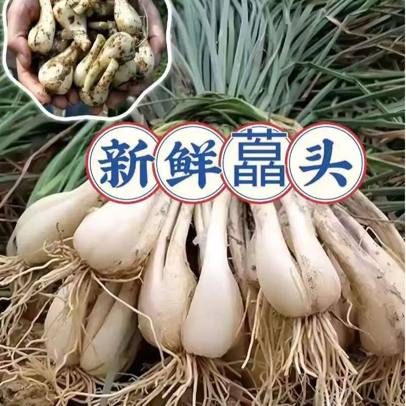 贵州农家藠头现挖现发