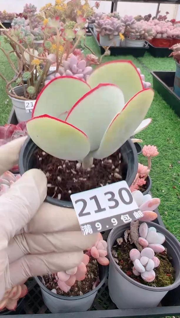 【闪购商品】信福多肉一物一拍