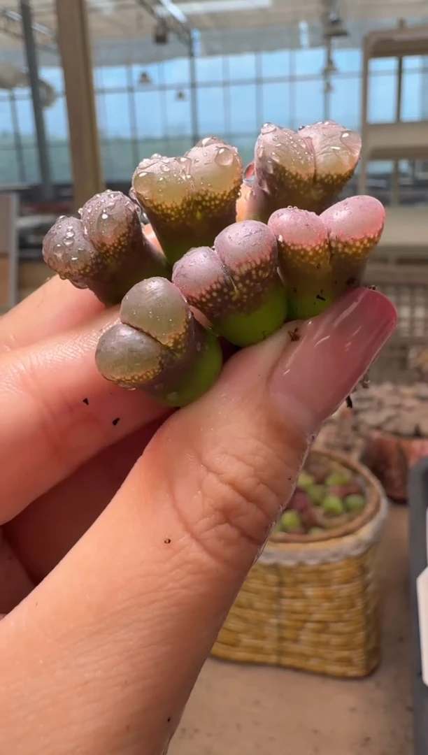 10-163多肉植物肉锥一颗