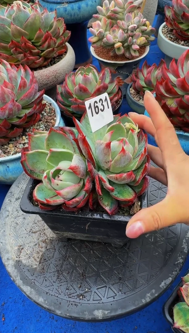 【闪购商品】1631惊鸿仙子（裸根发货）（不包整）