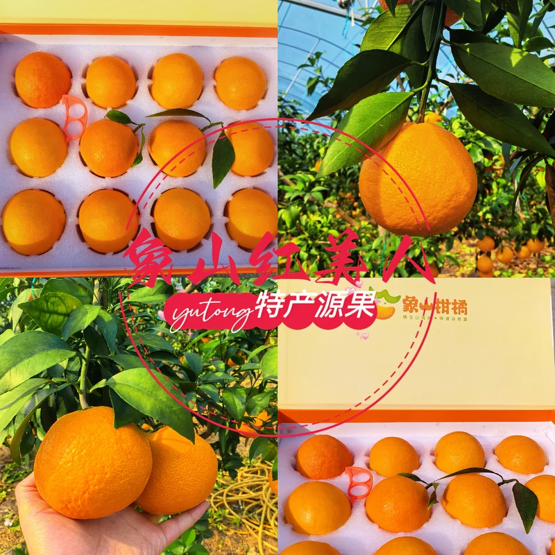 宁波特产象山红美人爱媛28号香甜无籽橙子橘子适合老少孕妇的水果