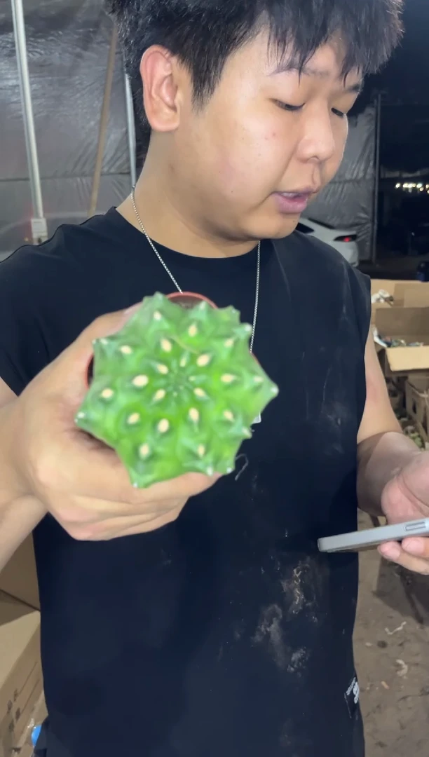 米哈石化  【带根】