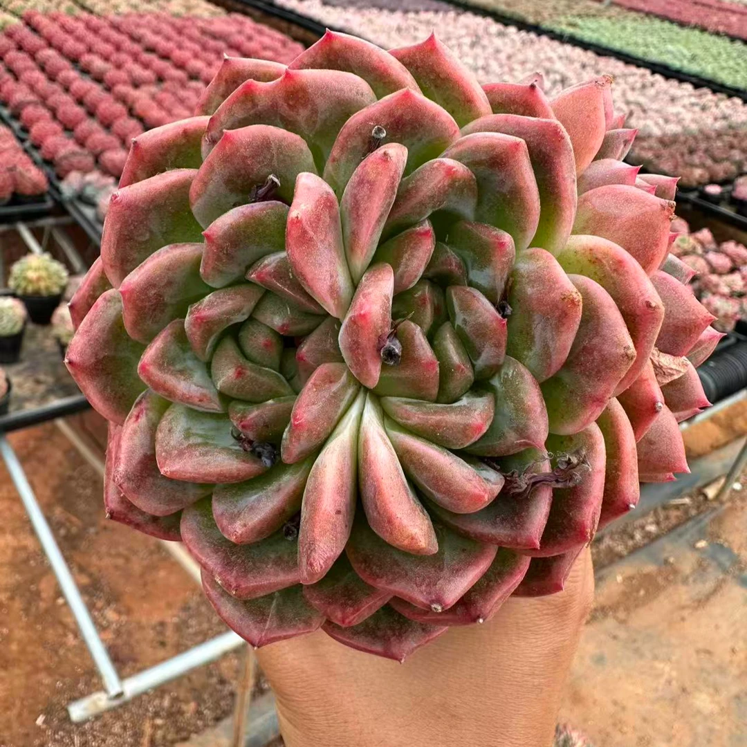 10#大春风珍妮 多肉植物  前男友精品多肉