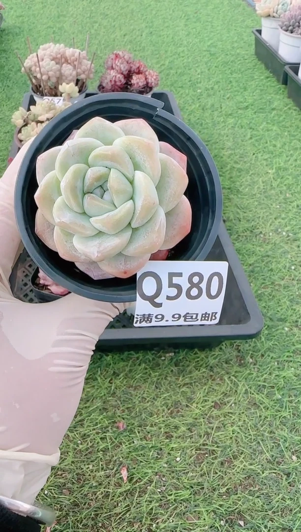 【闪购商品】梦会花园多肉一物一拍