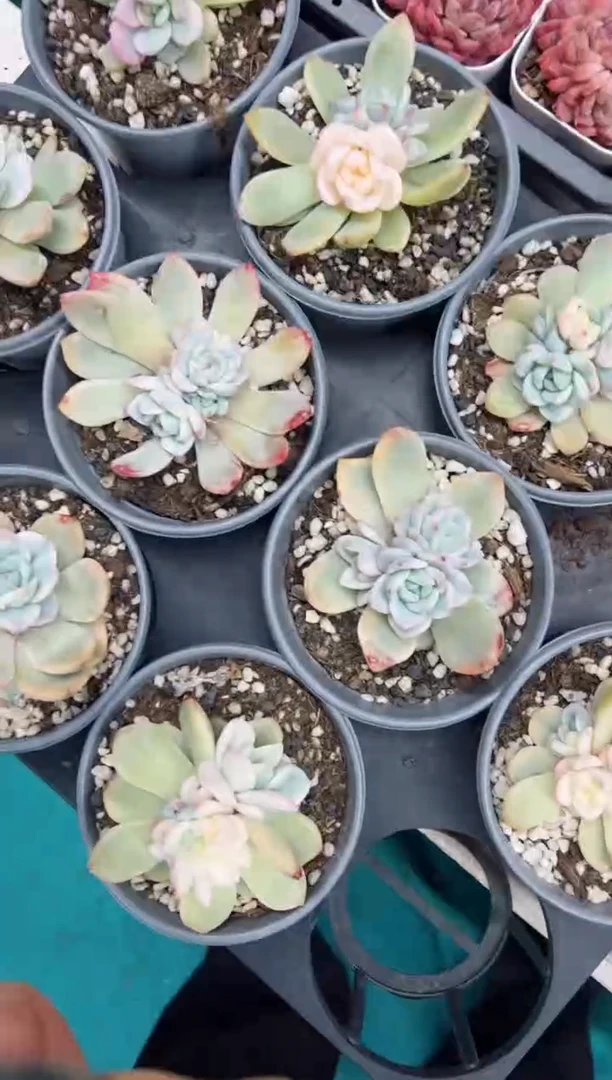 【闪购商品】橙梦露锦底座双头起一颗