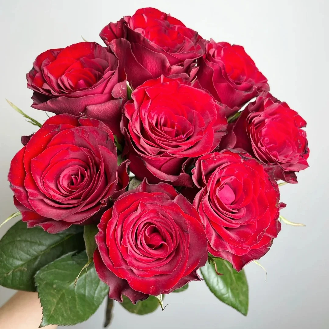 【高原红】玫瑰 收到花要醒花~云南基地直发一单包邮两单顺丰/德邦