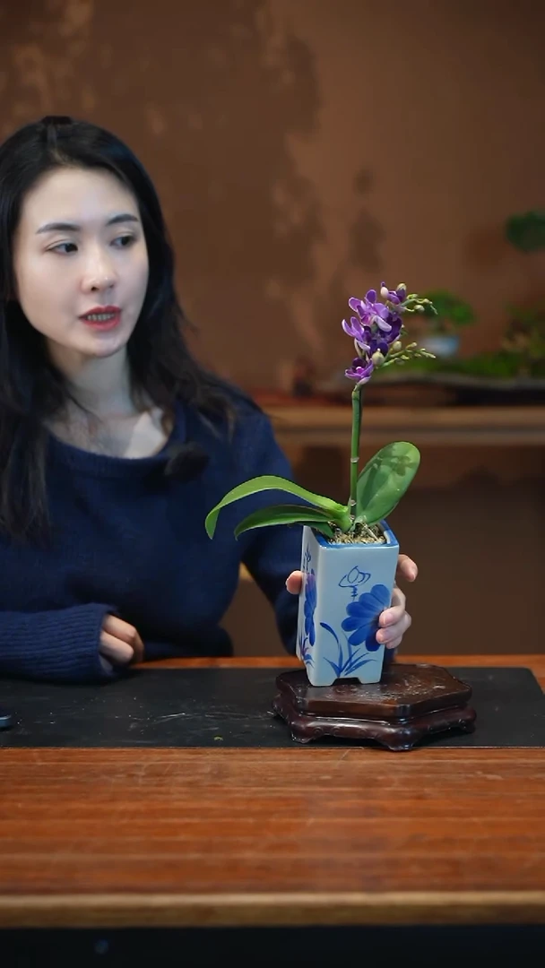 全部花朵蝴蝶兰盆景盆景盆景