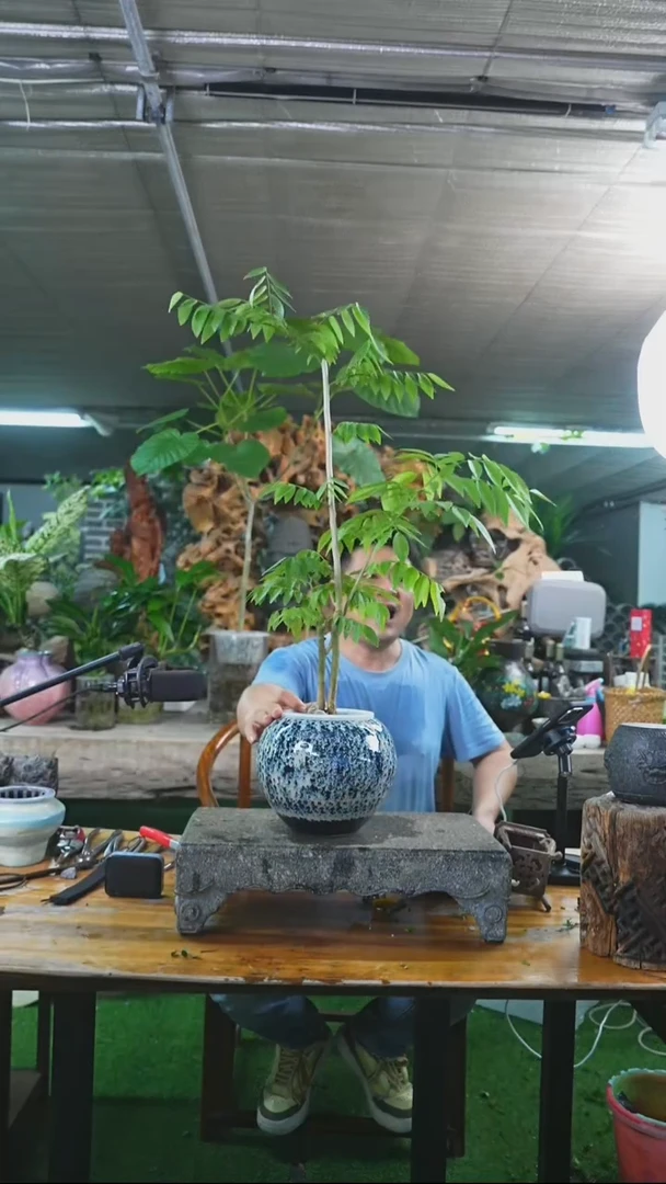 完全开放黄花梨324+