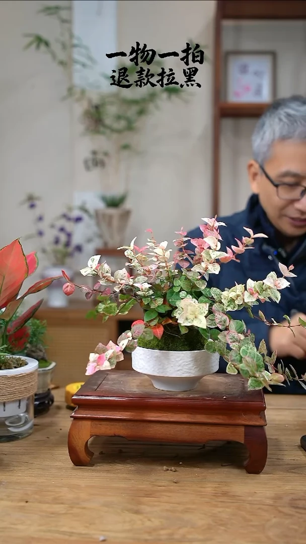完全开放一****g073花叶