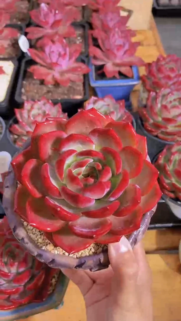 A382-母本夜魔侠10cm脱土发（量拍